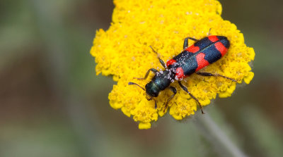 Trichodes favarius