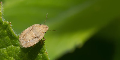 Sciocoris kerzhneri
