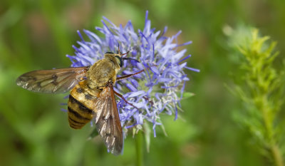 Pangonius pyritosus