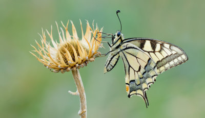 European Swallowtail / Koninginnenpage