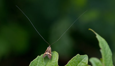 Nemophora degeerella / Geelbandlangsprietmot 