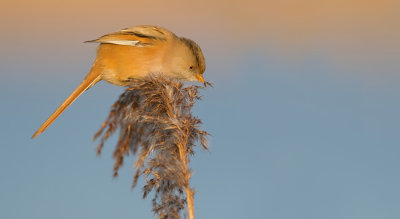 Bearded tit / Baardmannetje