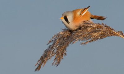 Bearded tit / Baardmannetje