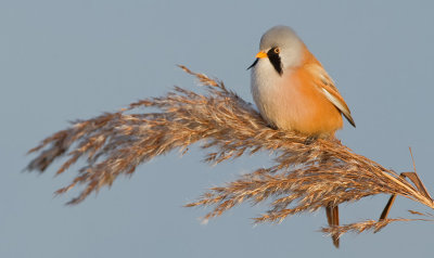 Bearded tit / Baardmannetje