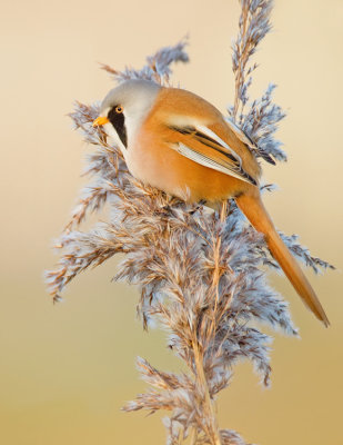 Bearded tit / Baardmannetje
