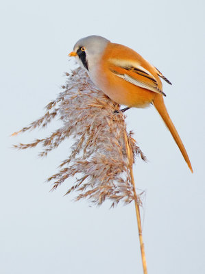 Bearded tit / Baardmannetje