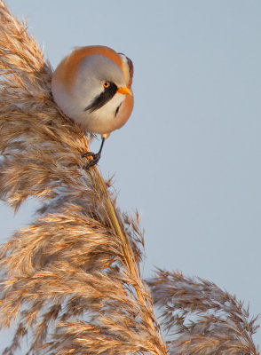 Bearded tit / Baardmannetje