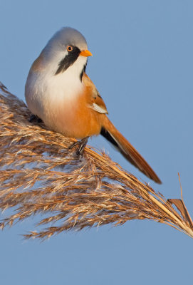 Bearded tit / Baardmannetje