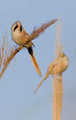 Bearded tit / Baardmannetje