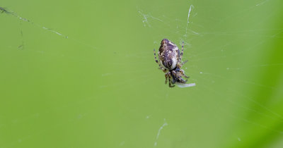 Cyclosa conica / Kegelspin