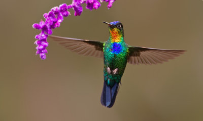 Fiery-throated Hummingbird / Irazukolibrie