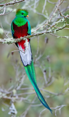 Resplendent Quetzal / Quetzal