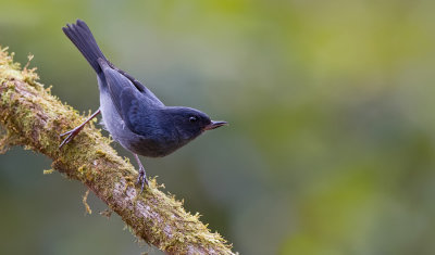 Slaty Flower-piercer / Leigrijze berghoningkruiper