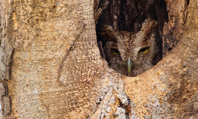 Pacific Screech Owl / Mangrove-schreeuwuil