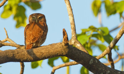 Ferruginous Pygmy-owl / Braziliaanse dwerguil