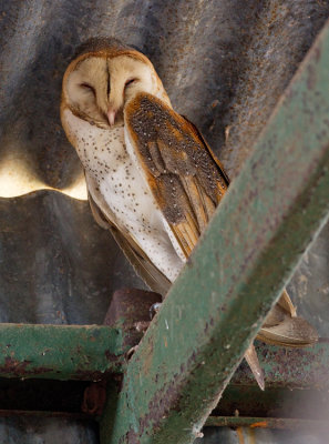 American barn owl / Amerikaanse kerkuil