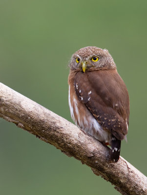 Central American Pygmy Owl / Grijskopdwerguil