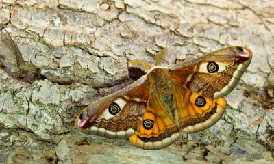 Saturnia pavoniella