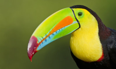 Keel-billed toucan / Zwavelborsttoekan