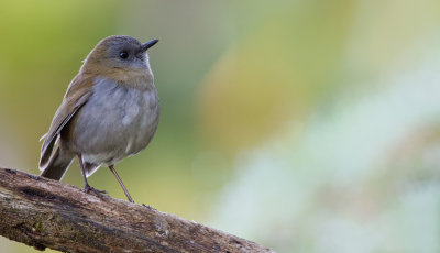 Black-billed nightingale-thrush / Grijskeeldwerglijster
