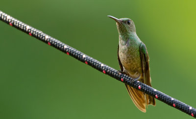 Scaly hummingbird / Schubborstkolibrie