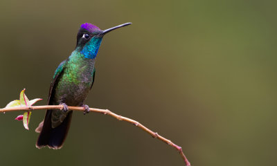 Talamanca Hummingbird / Lawrence' kolibrie