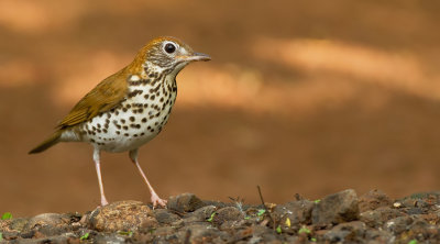 Wood thrush / Amerikaanse boslijster