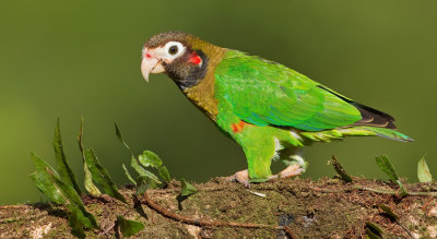 Brown-hooded parrot / Roodoorpapegaai