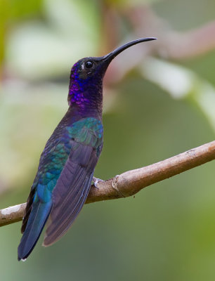 Violet Sabrewing / Violette sabelvleugel
