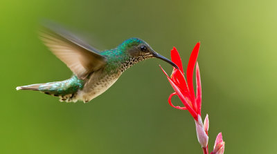 White-necked jacobin / Witnekkolibrie