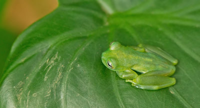 Emerald Glass Frog / Espadarana prosoblepon