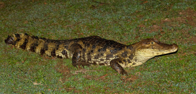 Spectacled caiman / Brilkaaiman