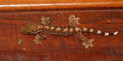 Turnip-tailed Gecko / Thecadactylus rapicauda