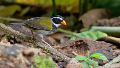 Orange-billed sparrow / Goudsnavelgors