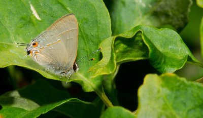 Electrostrymon joya / Muted Hairstreak