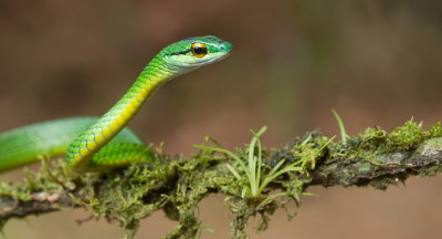 Parrot Snake / Leptophis ahaetulla