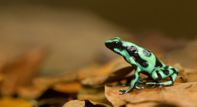 Green Poison Frog / Gouden gifkikker