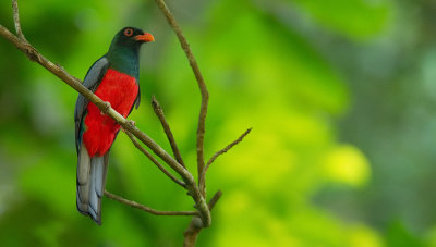 Slaty-tailed Trogon / Massena's trogon