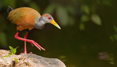 Gray-cowled Wood-Rail / Cayennebosral