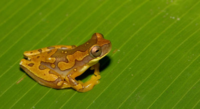 Hourglass Tree Frog / Dendropsophus ebraccatus