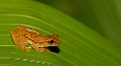 Yellow tree frog / Dendropsophus microcephalus