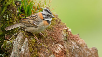 Rufous-collared Sparrow / Roodkraaggors