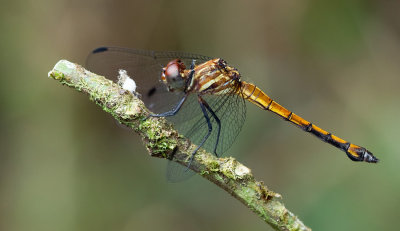 Cannaphila insularis