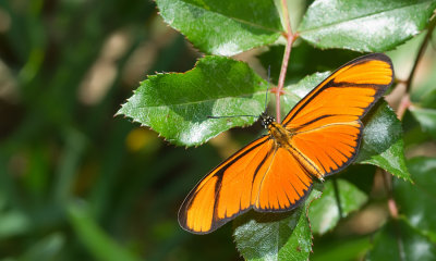 Eueides aliphera gracilis