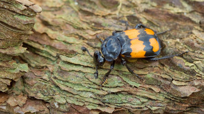 Nicrophorus vespilloides / Gewone Doodgraver 