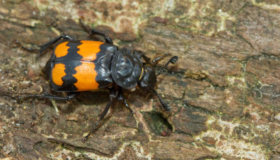 Nicrophorus vespilloides / Gewone Doodgraver 
