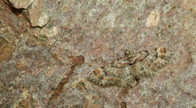 Gymnoscelis rufifasciata / Zwartkamdwergspanner