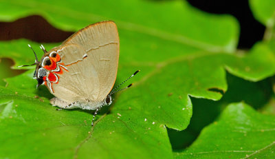 Drusilla Groundstreak / Calycopis drusilla