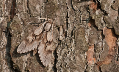 Pine hawk-moth / Dennenpijlstaart