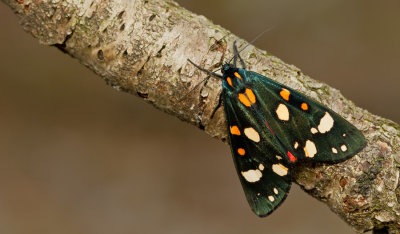 Scarlet Tiger / Bonte beer